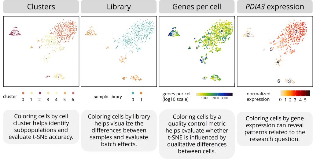 This table shows four iterations of the same t-SNE plot with different color labels. 1. Coloring cells by cell cluster helps identify subpopulations and evaluate t-SNE accuracy. 2. Coloring cells by library helps visualize the differences between samples and evaluate batch effects. 3. Coloring cells by a quality control metric helps evaluate whether t-SNE is influenced by qualitative differences between cells. 4. Coloring cells by gene expression can reveal patterns related to the research question.