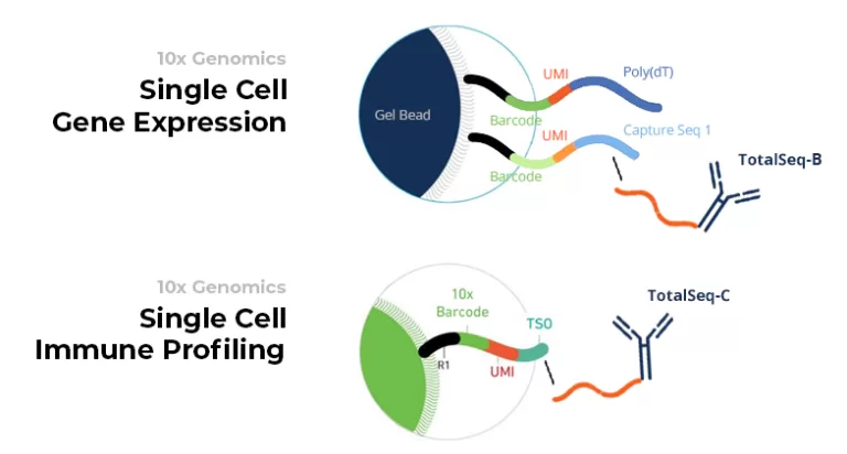 How Single Cell Discoveries performs CITE-seq: Barcoded TotalSeq-B antibodies are compatible with the 10x Genomics Single Cell Gene Expression solution. Antibody oligos bind to the Capture Seq 1-part of an oligo connected to the 10x Genomics gel bead, which is an oligo seperate from the poly(dT)-containing oligo that binds mRNA. Barcoded TotalSeq-C antibodies are compatible with the 10x Genomics Single Cell Immune Profiling solution. Antibody oligos bind to the TSO-part of an oligo connected to the 10x Genomics gel bead.