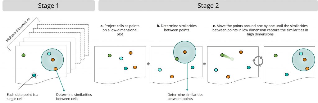 Simple explanation of how the UMAP algorithm works by determining similarities in high-dimensions, then changing a low-dimensional plot point by point until its similarities capture high-dimensional similarities.