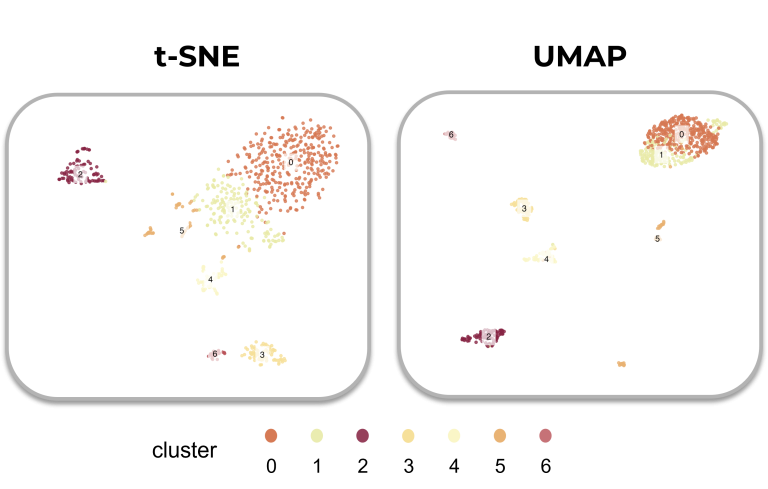 An example UMAP and t-SNE visualization of the same dataset