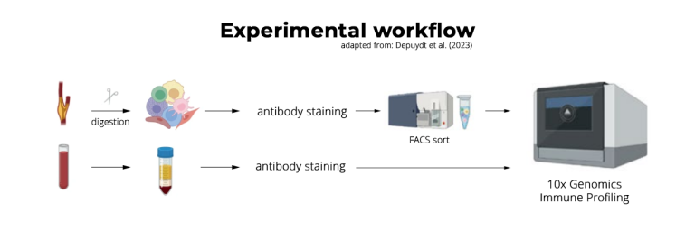Experimental workflow of Depuydt et al. (2023) showing how the team (1) enzymatically digested human plaques and FACS sorted immune cells and (2) processed matched blood samples to isolate peripheral blood mononuclear cells. Both tissues were then further processed using 10x Genomics Immune Profiling and sequenced. Adapted from: Depuydt et al. (2023).