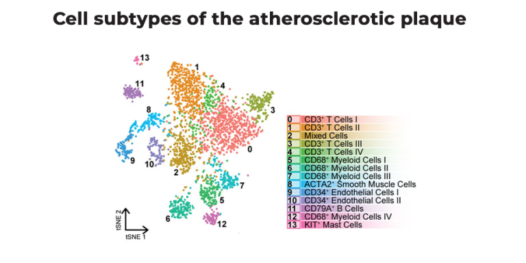 tSNE visualization of the atherosclerotic plaque single-cell sequencing data, that highlights the large volume of T cells (clusters 0-4) & additionally shows 5 other cell types: CD68+ Myeloid cells, ACTA2+ Smooth Muscle Cells, CD34+ Endothelial cells, CD79A+ B cells, and Mast cells. Adapted from: Depuydt et al. (2020).