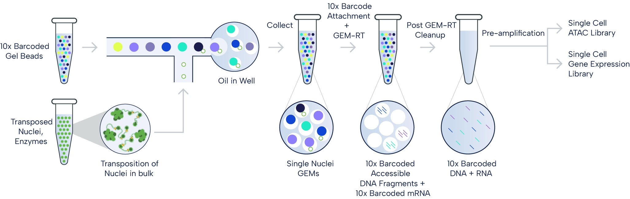 10x Multiome workflow starts with nucleus isolation, Tn5-based open chromatin tagging, cellular barcoding, amplification, library preparation and sequencing.