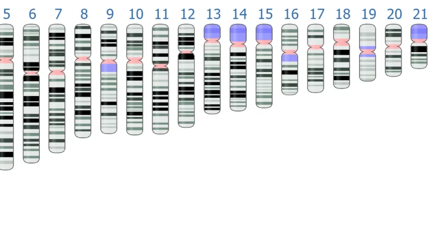 Chromosomes ideogram of the human reference genome assembly GRCh38/hg38. Characteristic bands patterns are displayed in black, grey and white, while the gaps and partially assembled regions are displayed in blue and rose, respectively. Reference: Genome Data Viewer of the NCBI