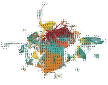 RNA velocity depicts transitional dynamics